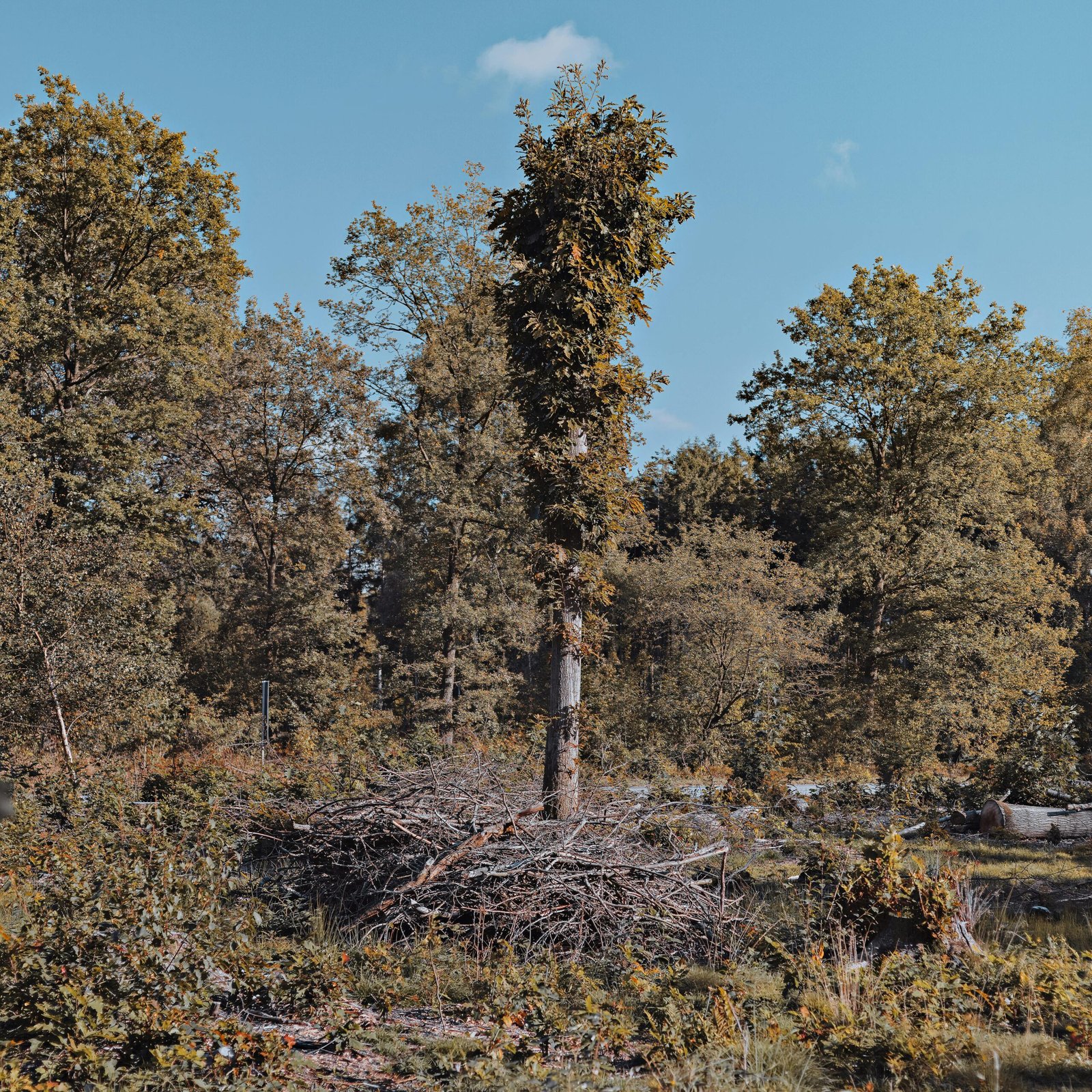 Serene autumn forest scene in Helsingborg, Sweden, showcasing colorful foliage under a clear sky.